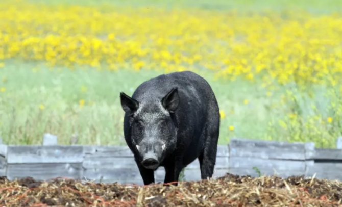 加拿大“超级猪”入侵美国：猎猪队无计可施，或引发北美生态浩劫！