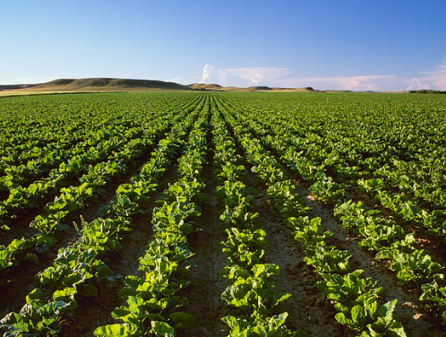 加州最后一家!经营近50年 惨遭倒闭 700人一夜失业