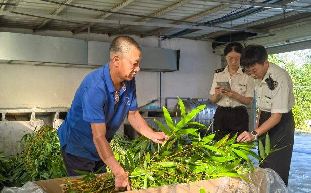 凌晨采摘广东竹子，下午送上澳门熊猫“餐桌”