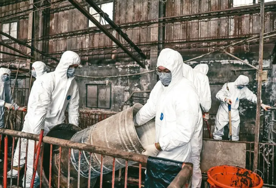 台染疫猪场仍验阳性 无法确认病毒来源 禁运宰政策未定