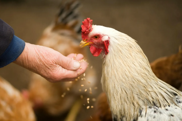 人感染“H5N5型”禽流感身亡！美国现全球首例