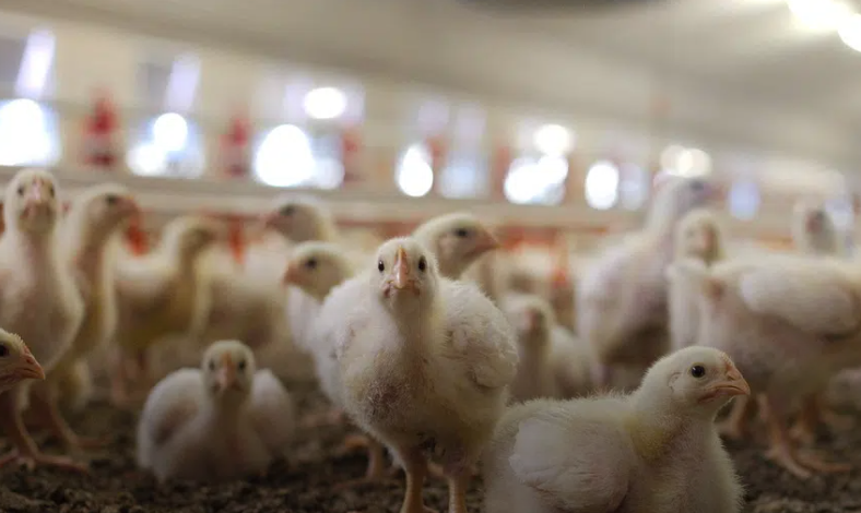 意大利在家禽业中通过蛋内性别鉴定技术推进雄性小鸡屠宰的终结
