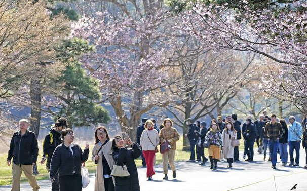 日本皇宫乾通21日起向公众开放赏樱